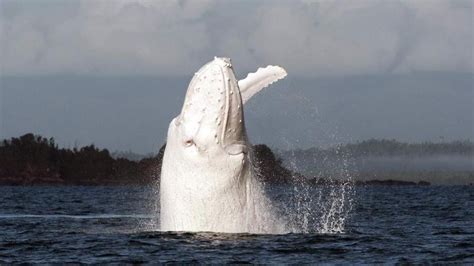 Rare White Whale Near Australia Video | GQ