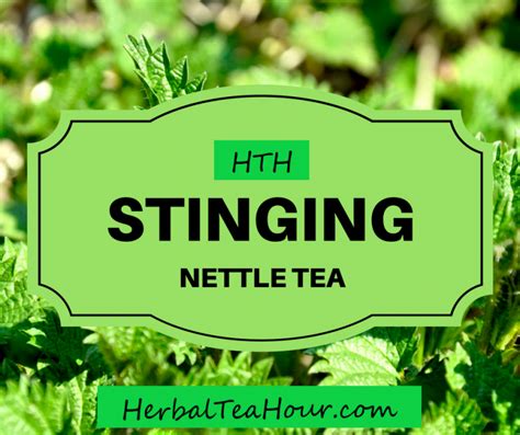 Stinging Nettle Tea: Learn How this Stinging Plant Can Improve Health