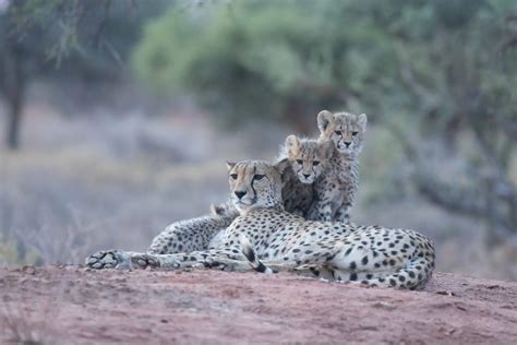 RAISING CHEETAH CUBS | Tswalu Kalahari