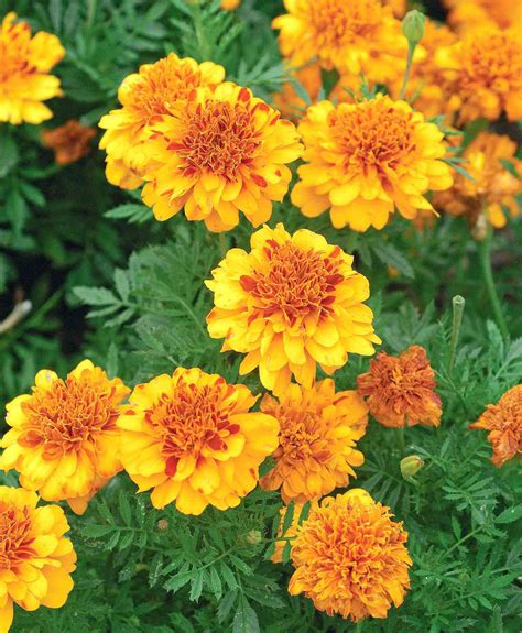 French Marigold | Better Homes & Gardens