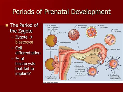 Stages Of Prenatal Development Meaning Of Menstruatio - vrogue.co
