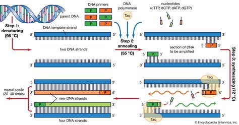 Chẩn đoán nhanh, hiệu quả bệnh đốm trắng bằng phương pháp nested PCR