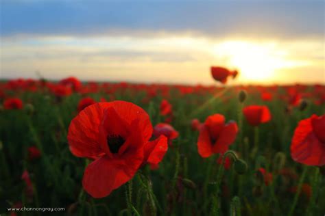 Poppy Fields at West Pentire, Cornwall - Graduate Life // heythereChannon