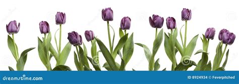 Row of Purple Tulips stock photo. Image of floral, beautiful - 8924934