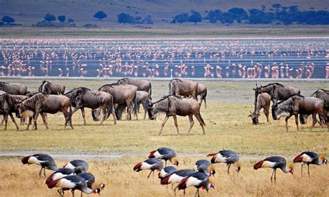 Ngorongoro crater animals | Ngorongoro Conservation Area | Tanzania