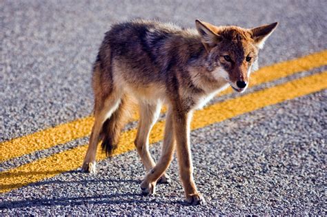 Central Texas Wildlife: Which Are Friends or Foes of Your Pet's ...