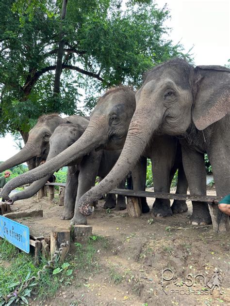 Elephant Sanctuary Thailand: A Comprehensive Guide to Ethical ...