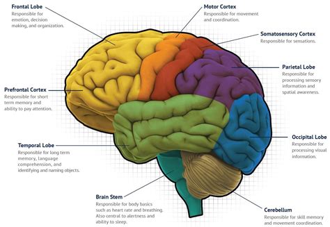 eVox Brain Map - drnashcares