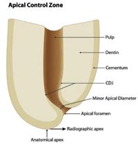 Apical Foramen