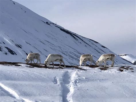 Wildlife in Norway: Your Guide to Wildlife Watching in Norway