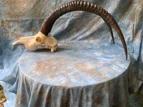 Large SABLE ANTELOPE HORNS with Full Skull African Hunting | Etsy