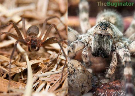 Brown Recluse vs Wolf Spider: 12 Key Differences Compared 🪰 The Buginator