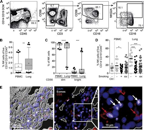 CD56 dim CD16 1 NK cells are the major population of NK cells in human ...