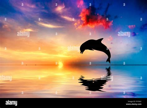 Beautiful ocean and sunset, dolphin jumping Stock Photo - Alamy