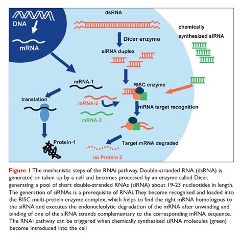 Silence For Health - Development of RNA interference based cancer ...