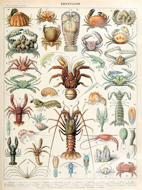 Crustaceans Crustaceans belong the the subphylum... - Biomedical Ephemera, or: A Frog for Your Boils