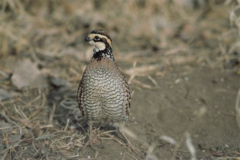 Free picture: bobwhite, quail, bird, colinus virginianus