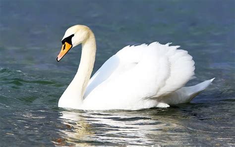 What Is a Mute Swan? - Owlcation