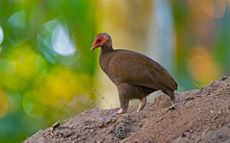 Playing Hide and Seek with the Nicobar Megapode | Roundglass | Sustain