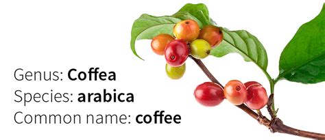 World Coffee Research | Coffea Arabica Genome