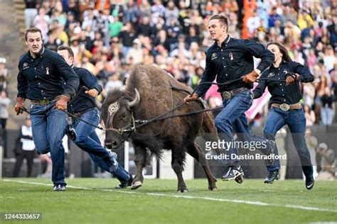 Colorado Buffaloes Mascot Photos and Premium High Res Pictures - Getty ...