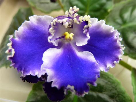 LE Yesenia Violets, Houseplants, African, Flowers, Quick, Indoor House Plants, Royal Icing ...