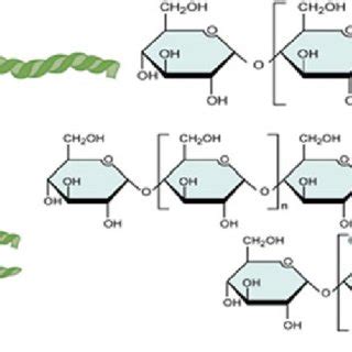 6 Starch amylose and amylopectin structure | Download Scientific Diagram