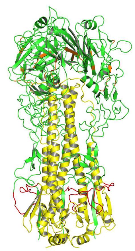 Structure And Receptor Specificity Of The Hemagglutinin, 50% OFF