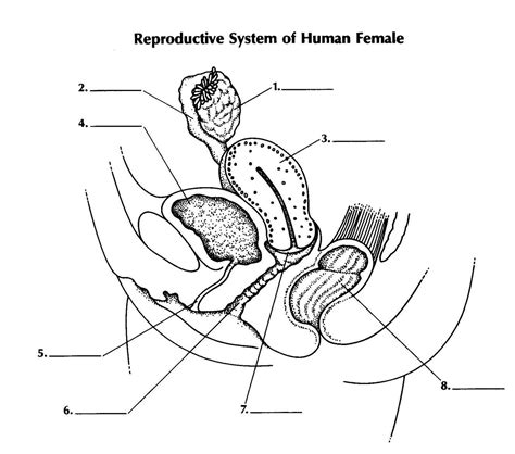 Female Reproductive System Diagram Quiz