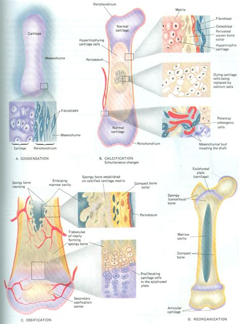 Pin by Evan Sylvester on Physical Body | Human anatomy and physiology, Anatomy homeschool ...