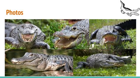 Alligator adaptations