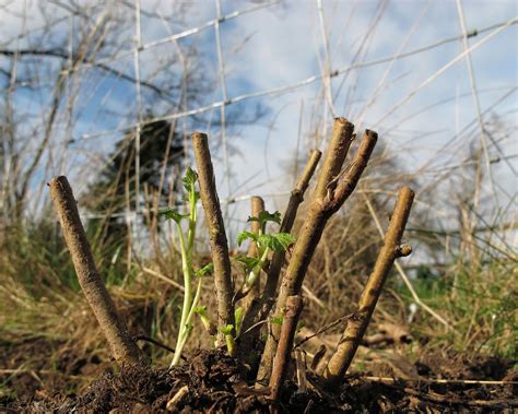 How to prune blackcurrant bushes: all you need to know | Gardeningetc