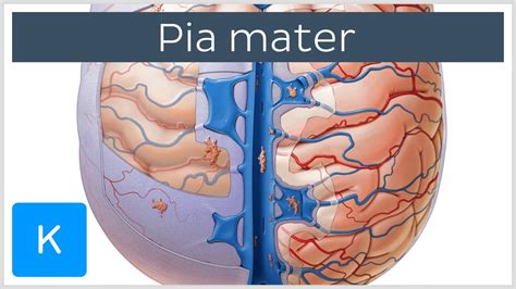 The Pia Mater (Meninges of the Brain) - Human Anatomy | Kenhub - YouTube