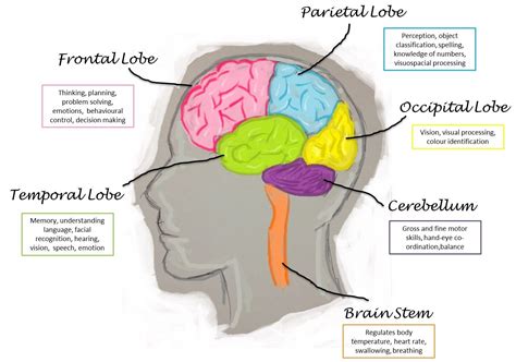 Functions of the Brain Lobe | Brain lobes and functions, Frontal lobe, Human brain