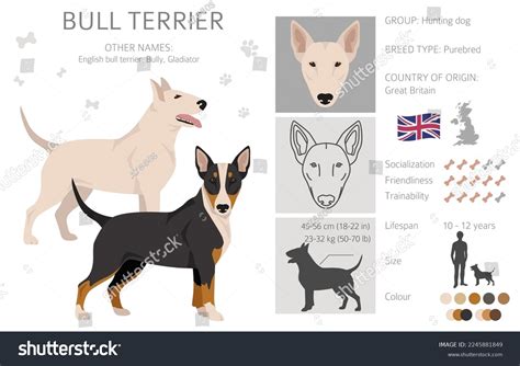 Bull Terrier Clipart All Coat Colors Stock Vector (Royalty Free ...