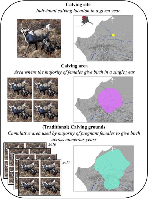 | Annual range of Western Arctic Herd caribou, Alaska. All GPS points ...