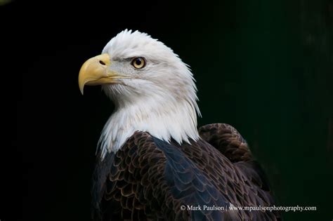 MAP Artistic Photography: Photo of the Day: Bald Eagle, Georgia