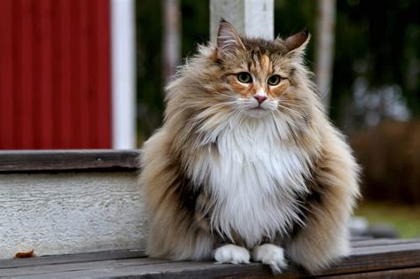 Norwegian Forest Cat • Purrfectcatbreeds