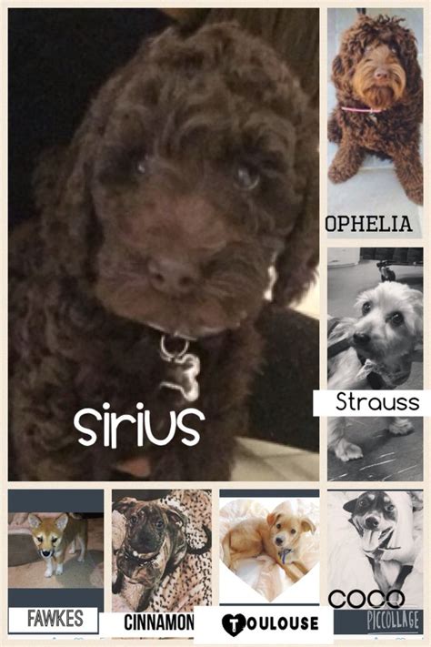 All of Ariana grande's dogs Sirius, Dog Names, By The Way., Nighty, Her ...