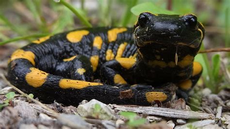 Tiger Salamander Attraction | Central Florida Zoo Animals