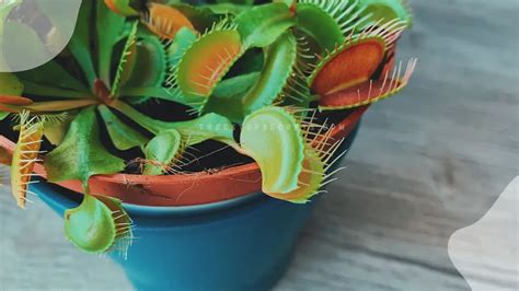 Venus Flytrap Flowering: Your Complete Guide