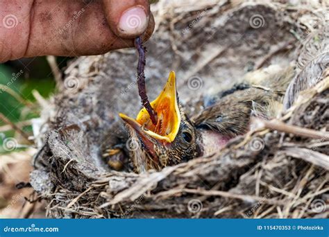 Feeding Wild Baby Bird in Nest Stock Image - Image of feed, bird: 115470353