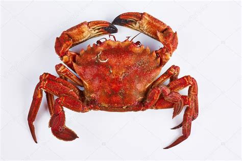 Velvet crab — Stock Photo © milkas28007 #40713685