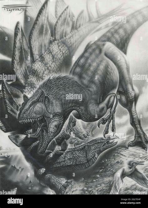 Allosaurus vs. Stegosaurus, graphite Stock Photo - Alamy