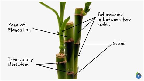 Intercalary meristem - Definition and Examples - Biology Online Dictionary