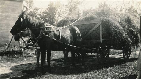 HORSE DRAWN HAY WAGON c 1920