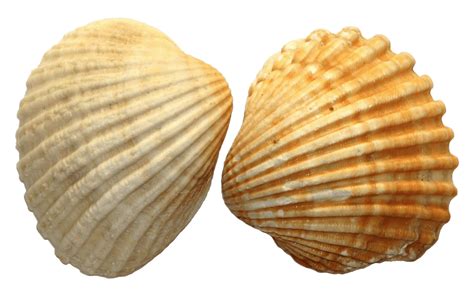 Sea Shell Duo transparent PNG - StickPNG