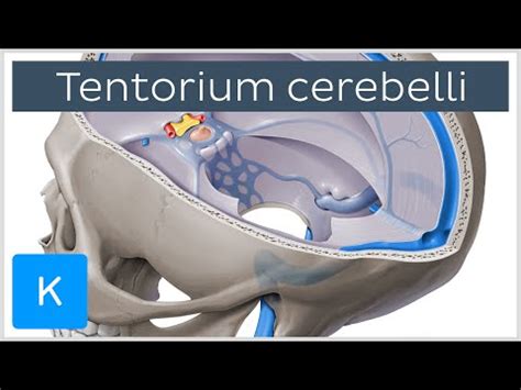 Tentorium Cerebelli Attachments