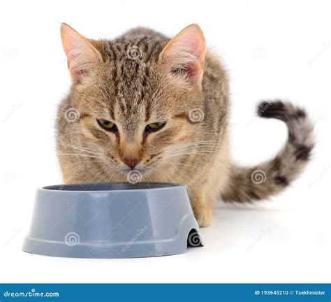 Cat eating dry food stock photo. Image of mammals, pets - 193645210