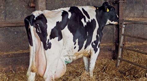 Ketosis in cattle – approaches to tackling an age-old problem | Vet Times